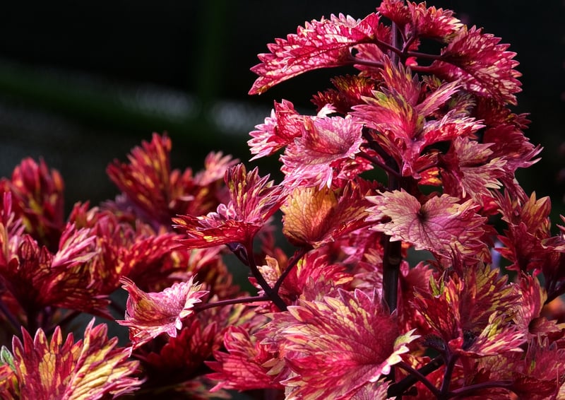 Mystic Botany