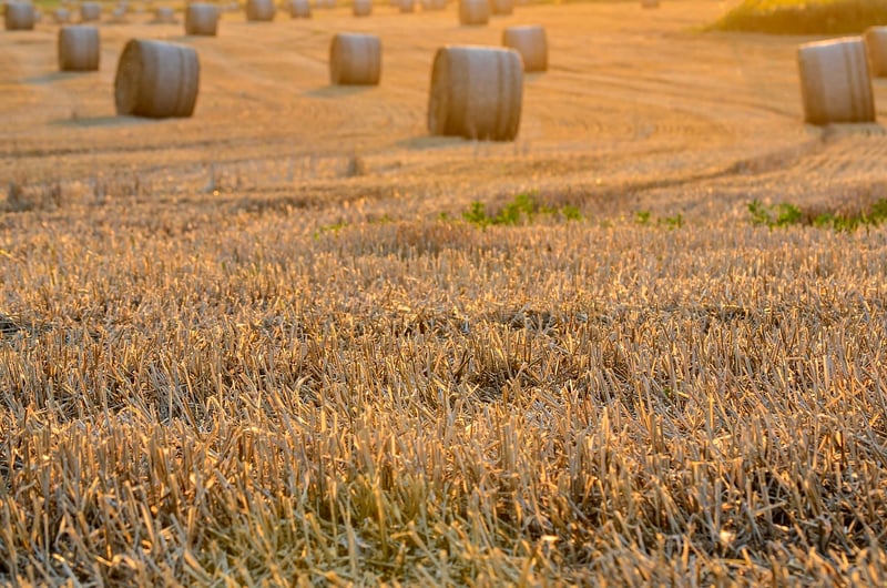Mystical Harvest
