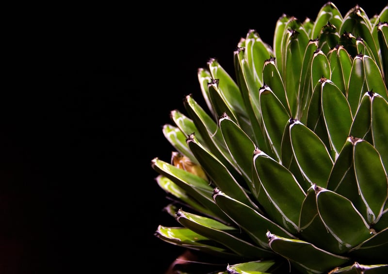 Sorcery Succulents
