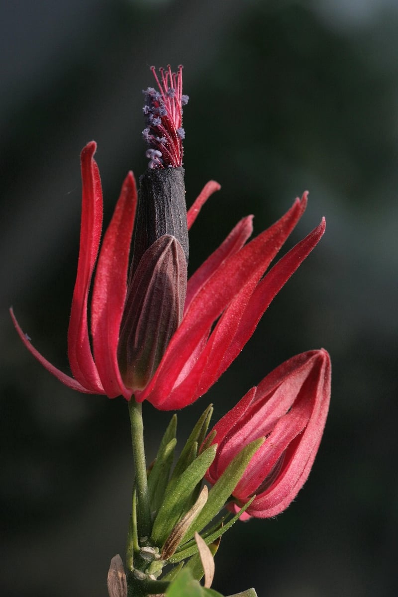 Wizardly Blooms