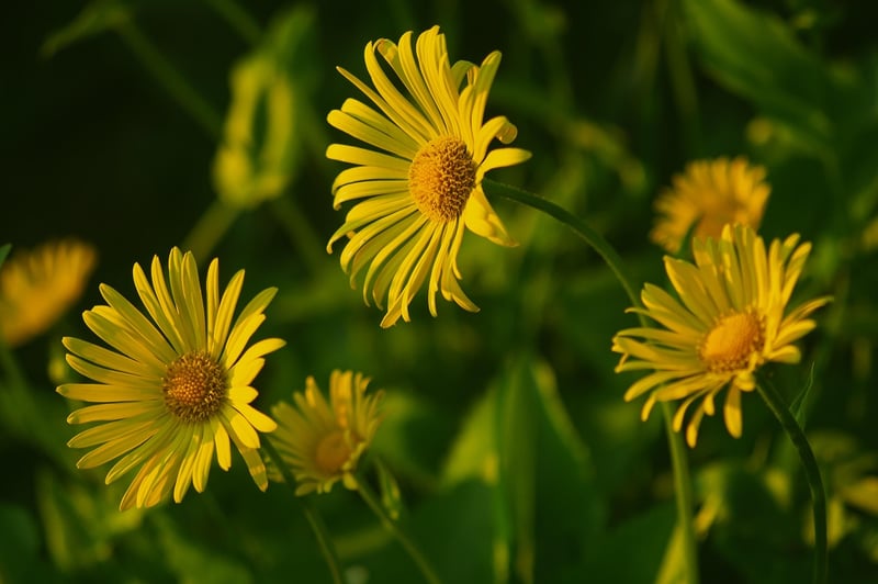 Chamomile Flower