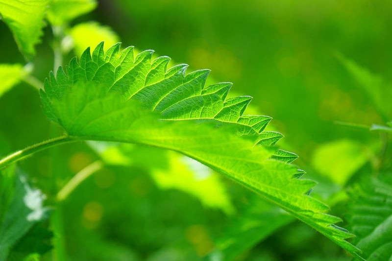 Mugwort Herb