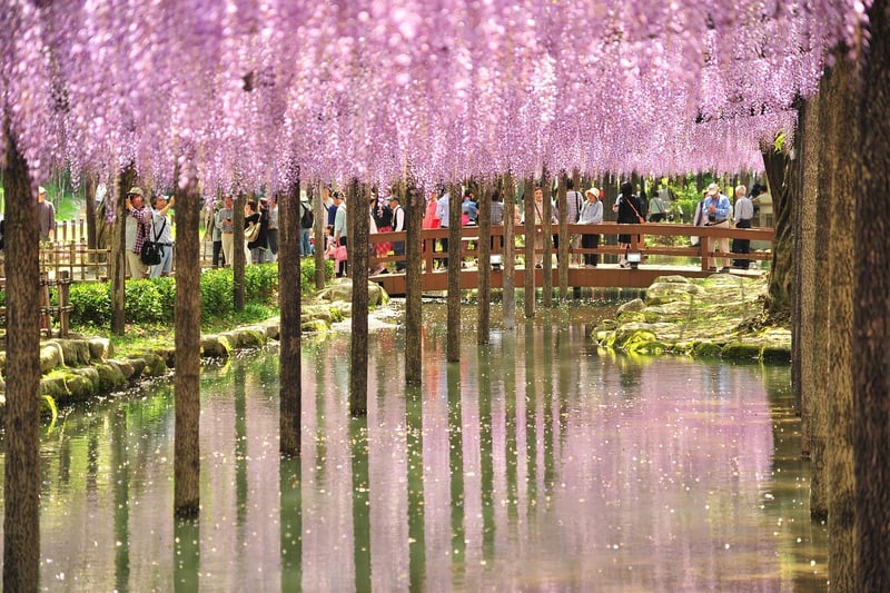 Wisteria